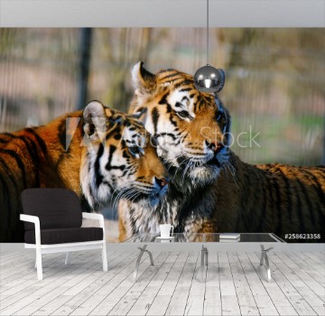 Picture of Zwei Tiger im Portrait schauen in die gleiche Richtung